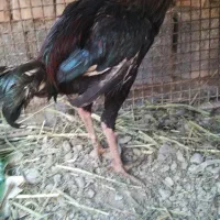 جوجه خروس لاری