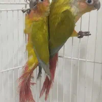 گرینچیک، جفت، دایلوت