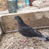 کفتر|پرنده|گرمسار, |دیوار