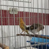 سهره قناری با مادرش