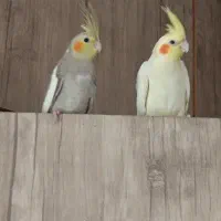 جوجه عروس هلندی