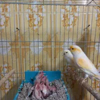 قناری گلدین