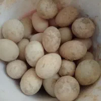 تخم نطفه دار اردک اسرائیلی