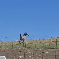 اسب|اسب و تجهیزات اسب‌سواری|کرمانشاه, |دیوار