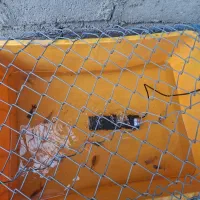 ماهی کوی ماهی کالیکو وماهی قرمز مولد