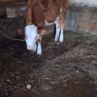 گوساله ماده اصل سمیتال