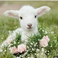 فروش گوسفند زنده بره نر ماده میش بز بزغاله