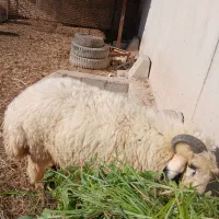 بره نر چاق