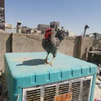 خروس امروک گل باقالی گلپایگان محلی تخمگذار مرغ