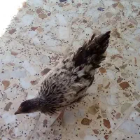 خروس