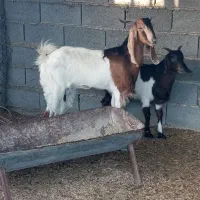 فروش دو راس بز