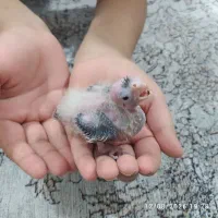 یک جوجه عروس هلندی سر لاکی بفروش میرسد