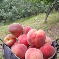هلو درجه یک تازه تازه