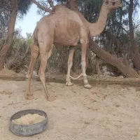 شتر|حیوانات مزرعه|زاهدان, |دیوار