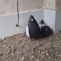 کبوتر سینه سیاه