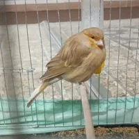 قناری ماده