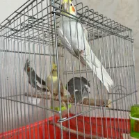 عروس جفت با  دو جوجه ۳ ماه