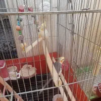 عروس هلندی