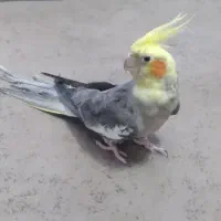 عروس هلندی ماده معاوضه با کبوتر