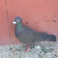 سیاه پلاکی ماده