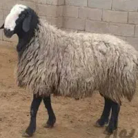 میش وبره درجه ۱ شال وغیر