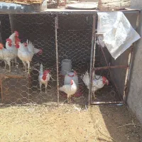 ده عدد نیمچه خروس سفید...