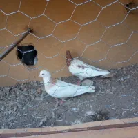 کبوتر ماده