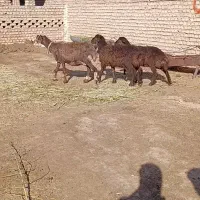 میش دوقلو