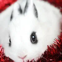 بچه خرگوش