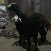 یه عددمیش بره ودوتا میش ابستن مایه کرده