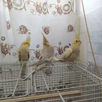 سه عدد عروس هلندی ماده