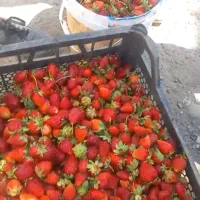 توت فرنگی شیرین قرمز خوشمزه بوته‌ای
