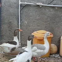 سه عدد غاز بالغ