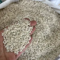 برنج عنبربو معطر با کالابرگ
