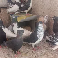 کبوتر رنگی