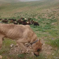 سگ سرابی