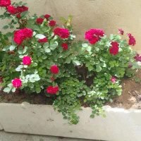 گل  باکسی