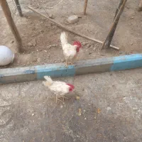 خروس ماشینی