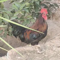 خروس|حیوانات مزرعه|اهواز, پادادشهر|دیوار
