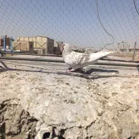 ماده