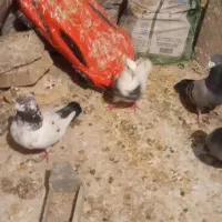 کبوتر|پرنده|ساوه, |دیوار