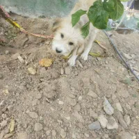 سگ .