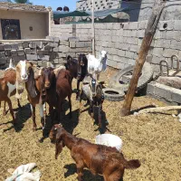 8عددبز درشادگان