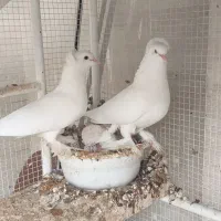 کبوتر راعبی برای رزق و روزی