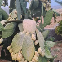 کاکتوس