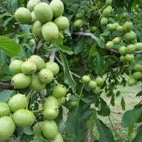 نهال گلدانی لیبل دار