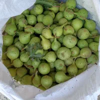 بر کوهی‌ تازه