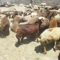 55عددمیش خالی درجه یک
