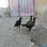 جوجه مرغ لاری و مرغ لاری