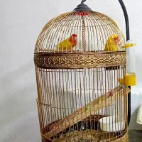 یک جفت کوتوله صورت هلویی